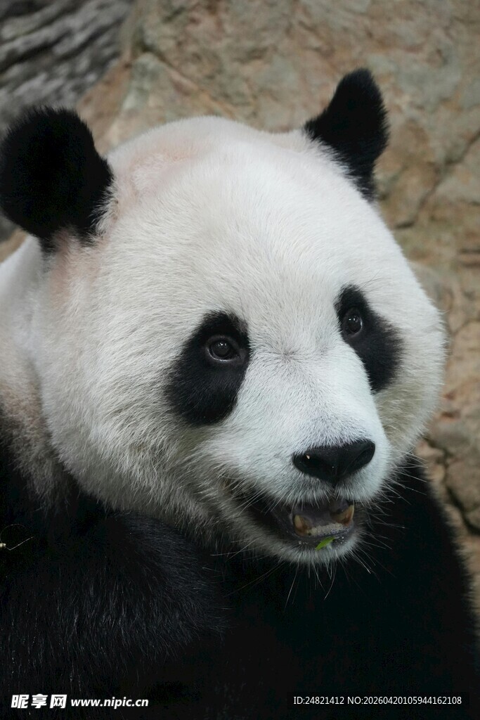 憨态可掬的大熊猫