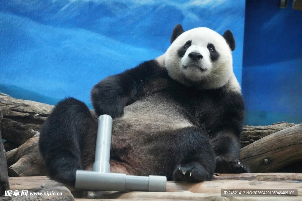 悠闲熊猫坐躺玩金属物件