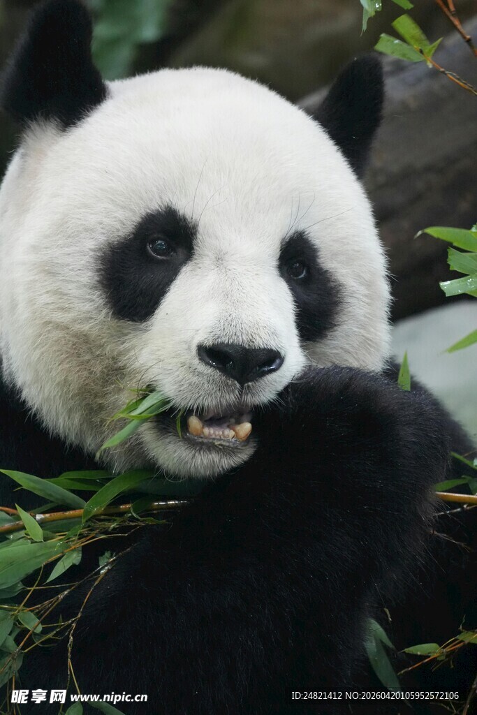 熊猫惬意进食鲜竹叶