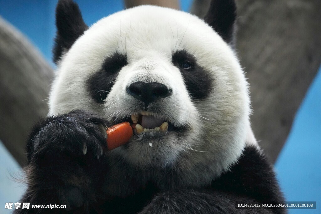 熊猫吃胡萝卜超可爱