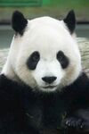 可爱大熊猫特写