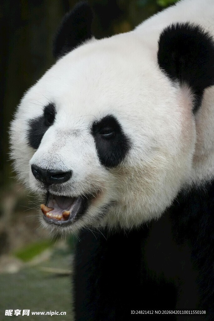 憨态可掬的大熊猫