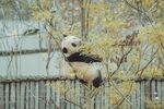 熊猫惬意栖于繁花树枝上