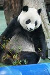 憨态可掬的大熊猫进食中