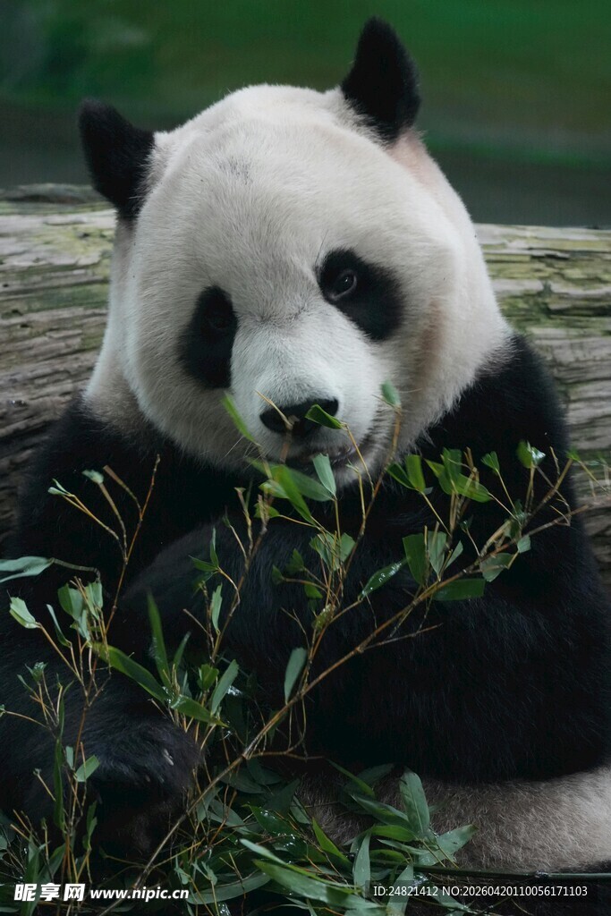 憨态熊猫进食鲜嫩竹子