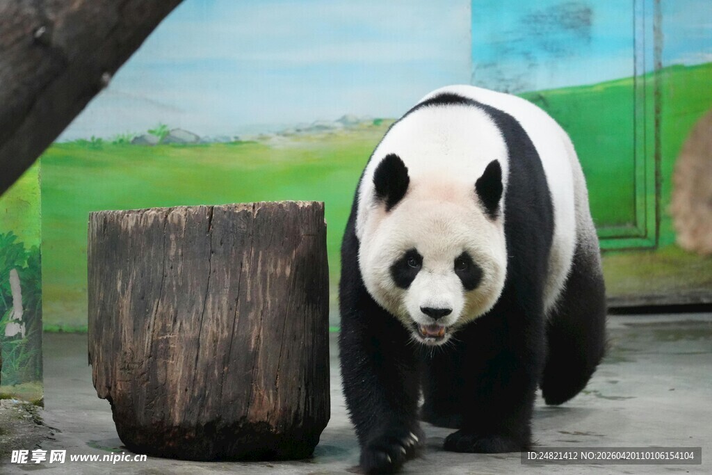 憨态可掬的大熊猫