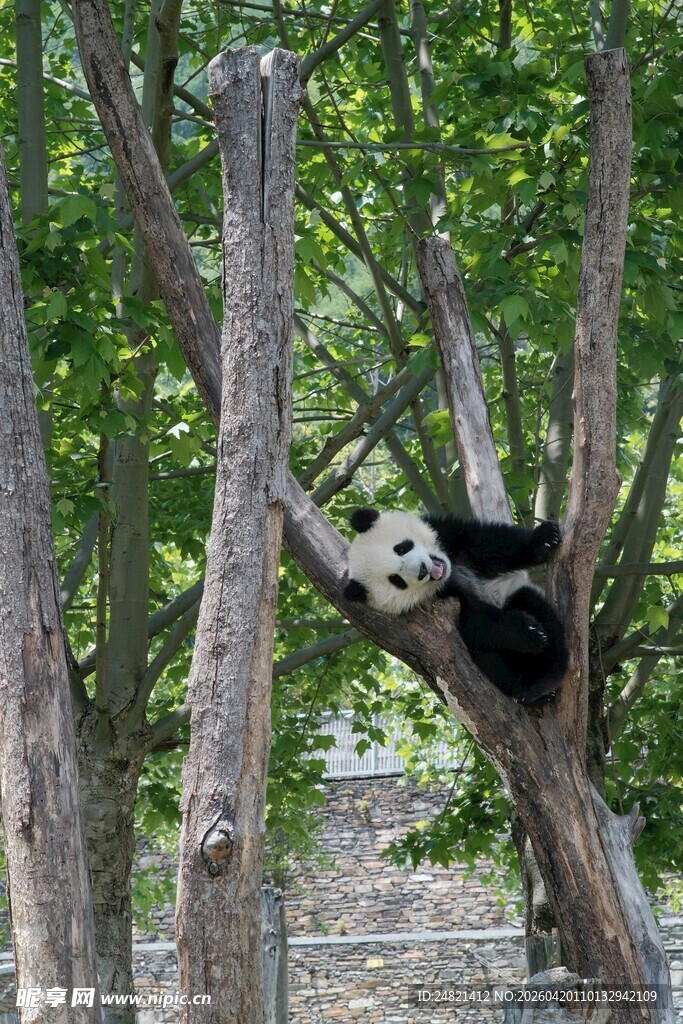 树上憨态可掬的大熊猫