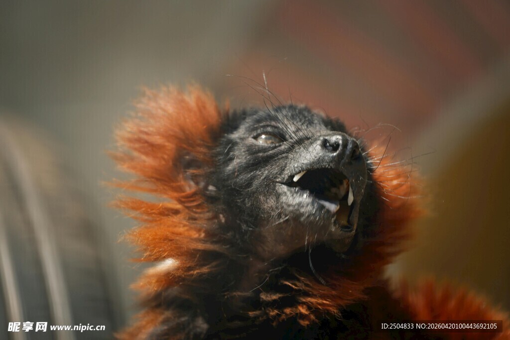 红毛狨猴仰头瞬间