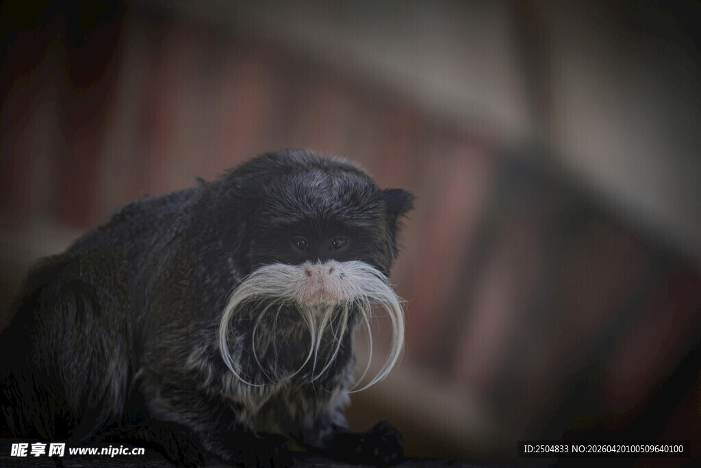 长着醒目獠牙的海象