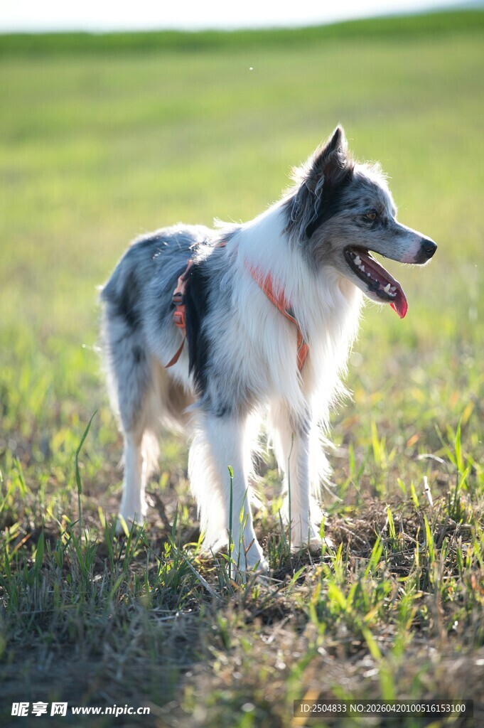 草地上的三色牧羊犬