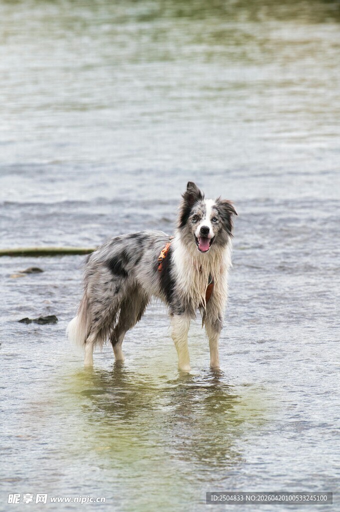 水边的边牧犬