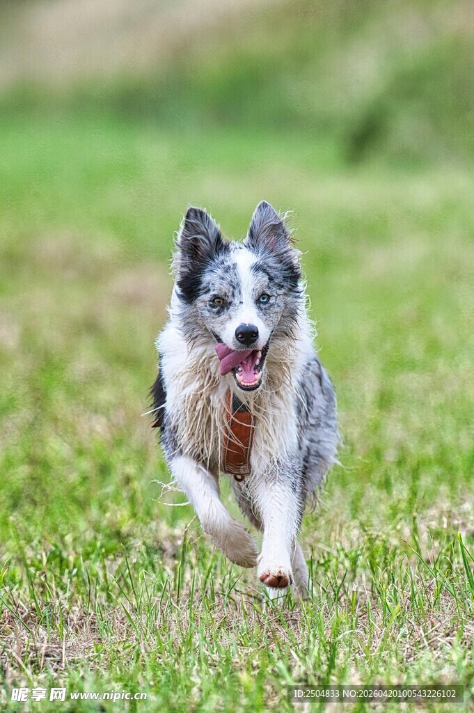 奔跑的边牧犬