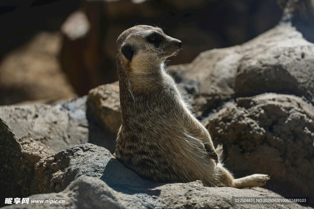 岩石上的细尾獴