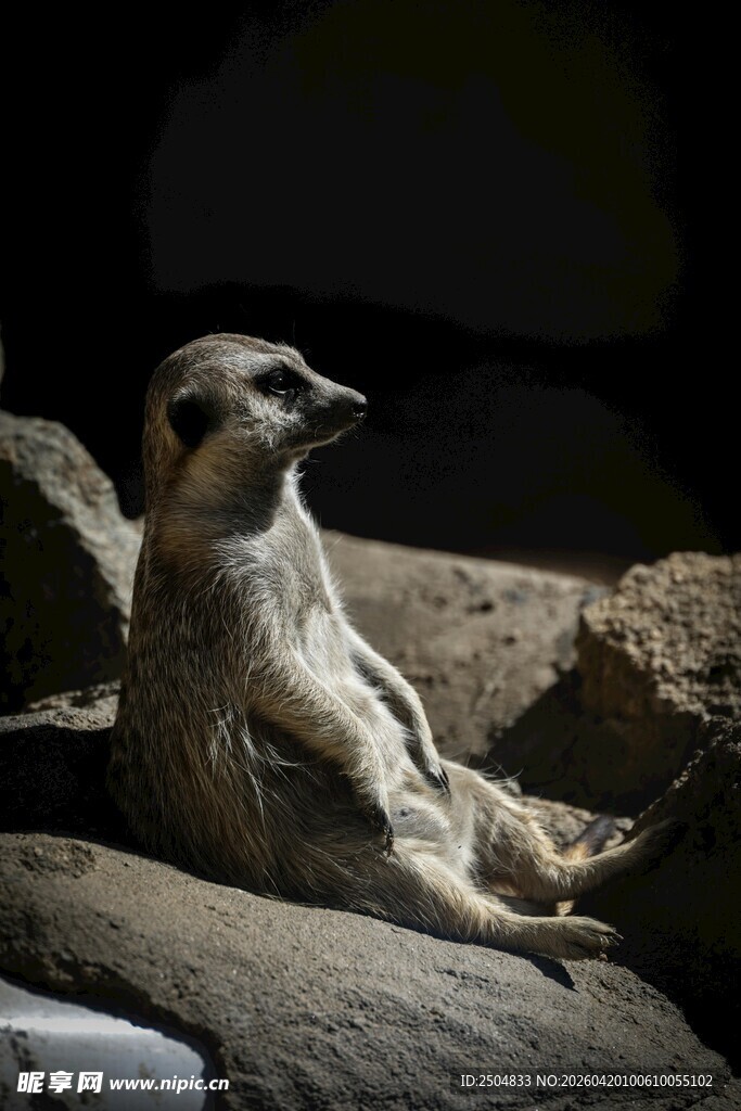 端坐岩石的可爱狐獴