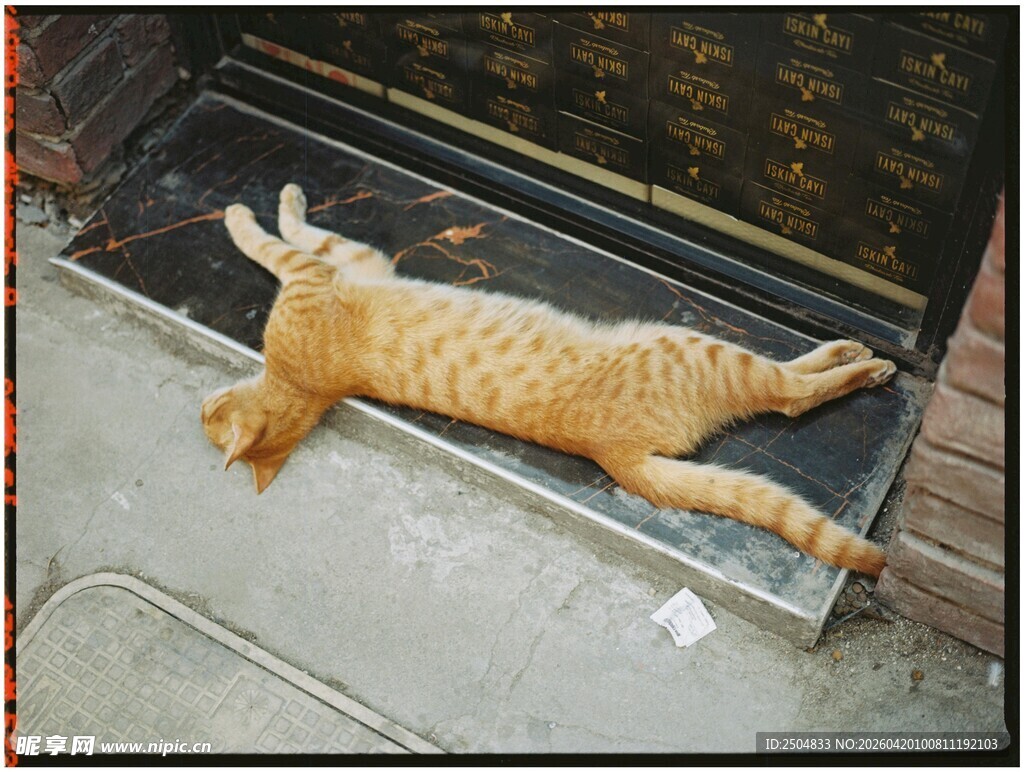 趴着休息的可爱小奶狗