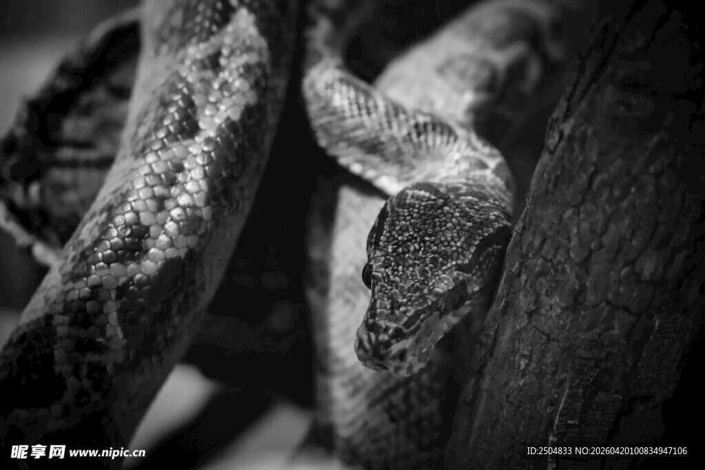 缠绕树干的神秘爬行动物