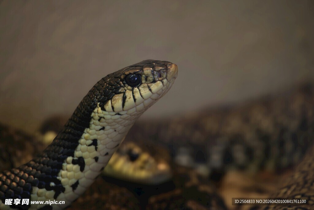 特写 黑白花纹蛇头部