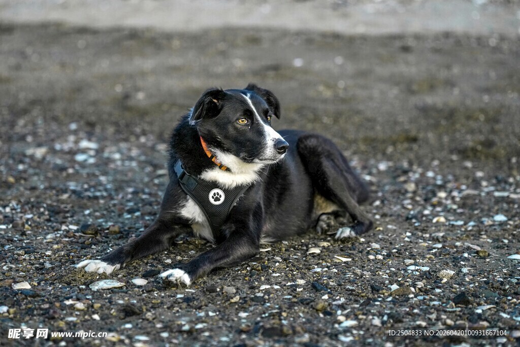 黑白犬惬意趴于碎石地