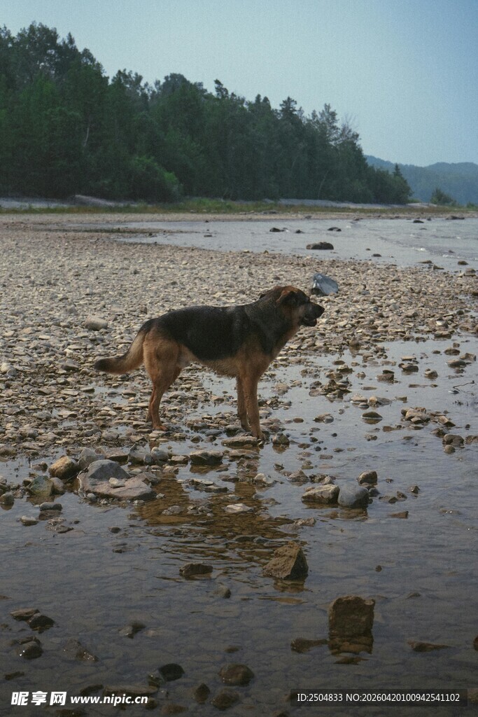 河边漫步的狗