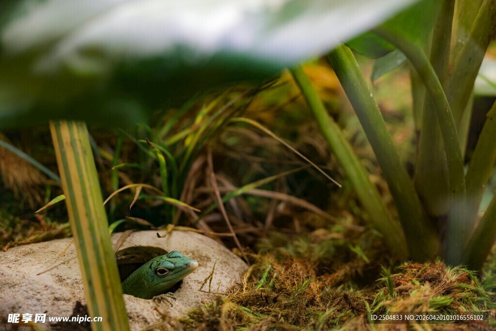 草丛中的绿色青蛙