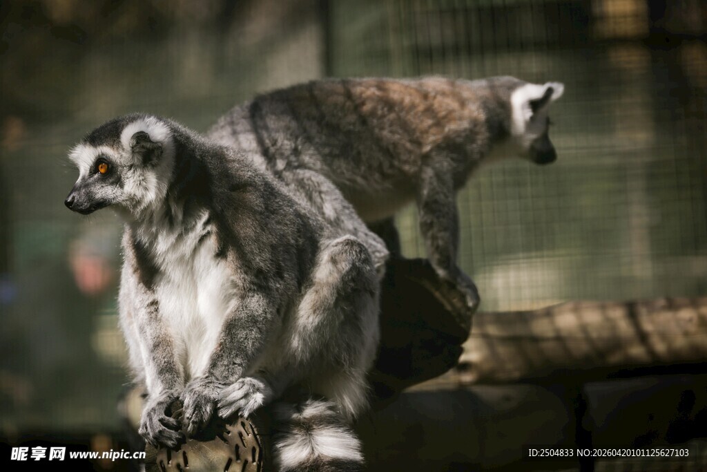 环尾狐猴坐于木杆上