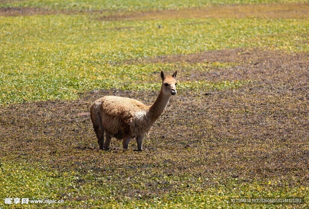 草原上的单只羊驼