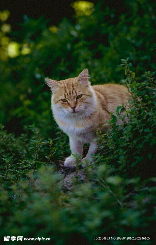 草丛中的橘猫