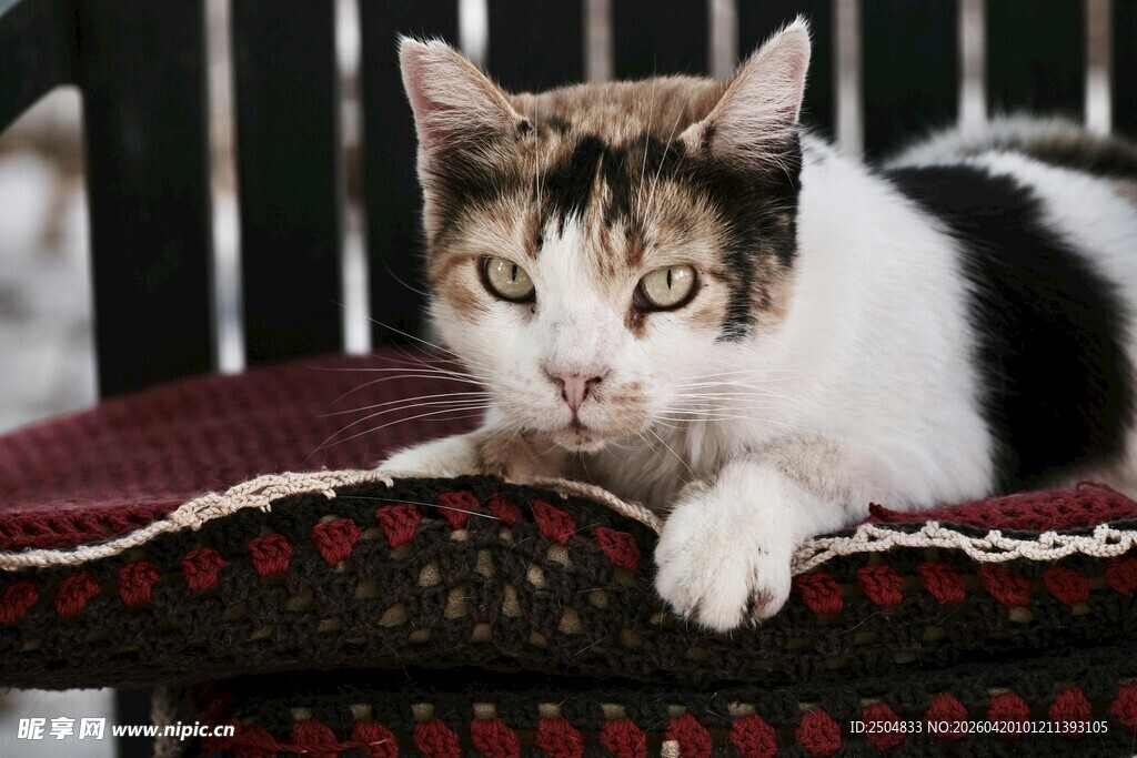 慵懒猫咪趴卧在垫子上