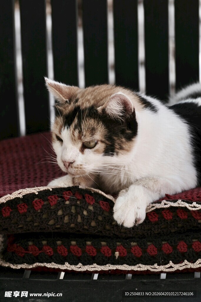 慵懒猫咪趴卧多彩垫子上