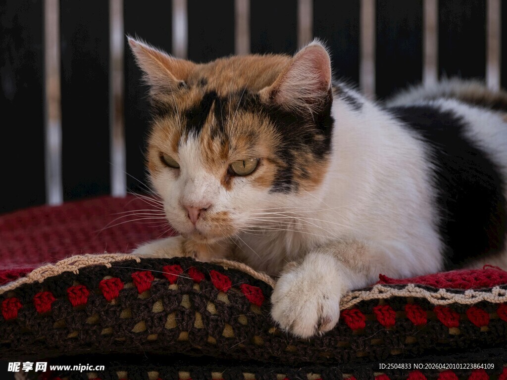 三色猫惬意趴卧在垫子上