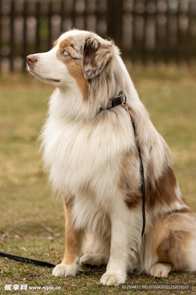  洲牧羊犬坐草地