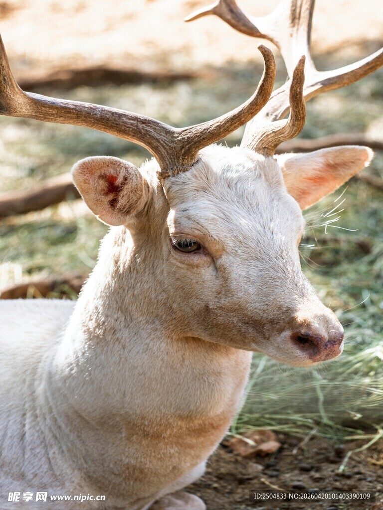 白色麋鹿特写
