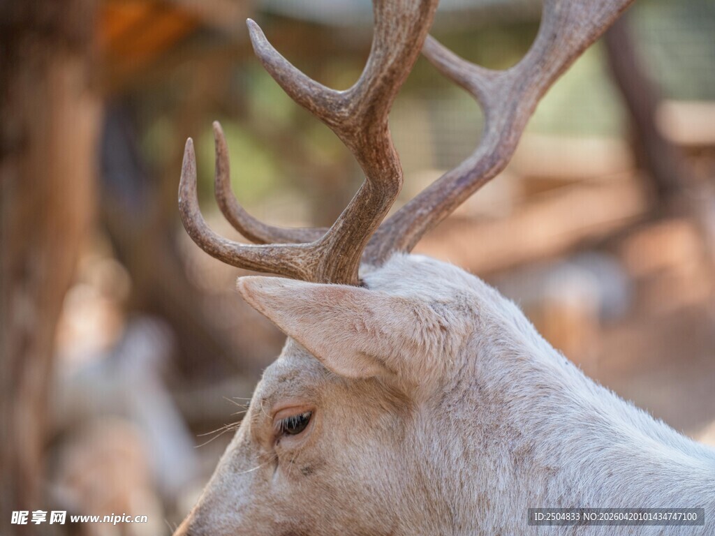 白鹿特写 优雅的鹿角与身姿