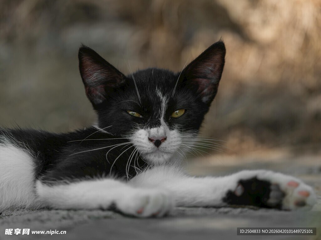 黑白小猫趴地姿态可爱