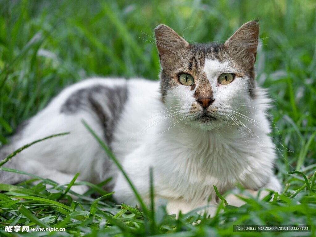 草地上的可爱猫咪