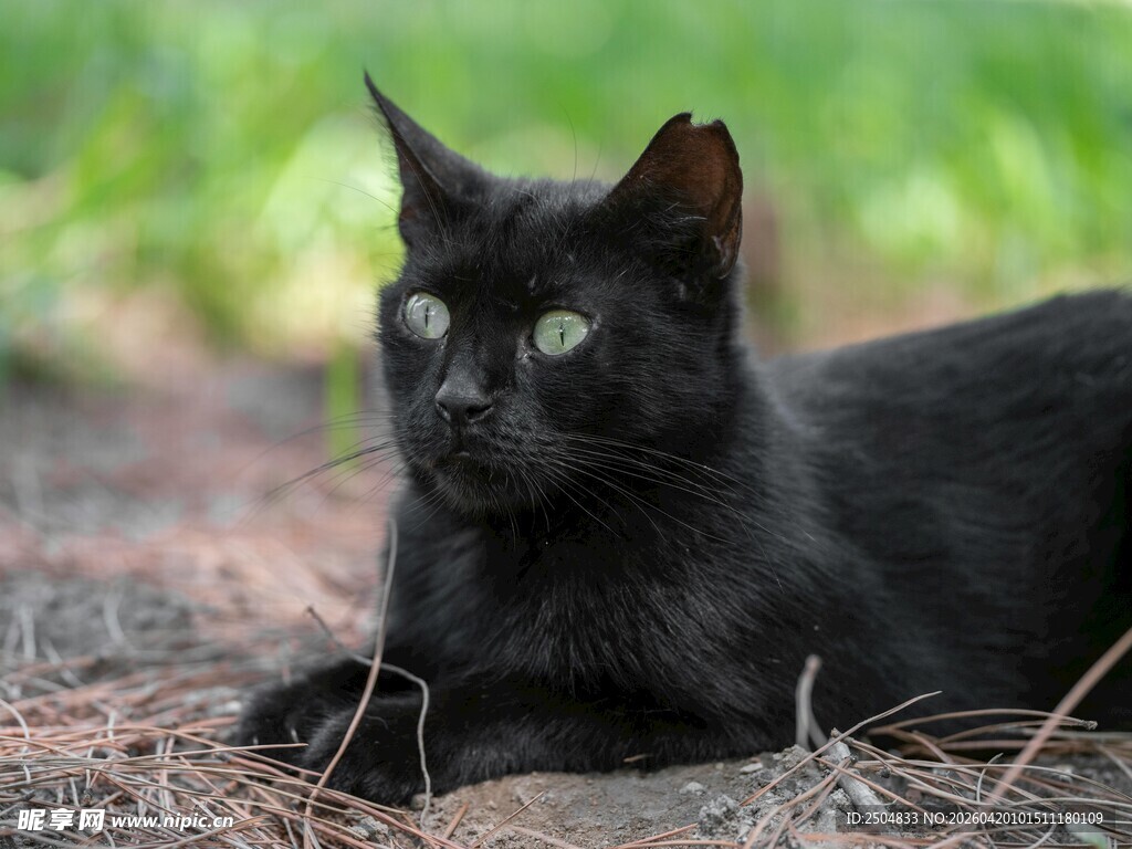 黑猫伏地凝视