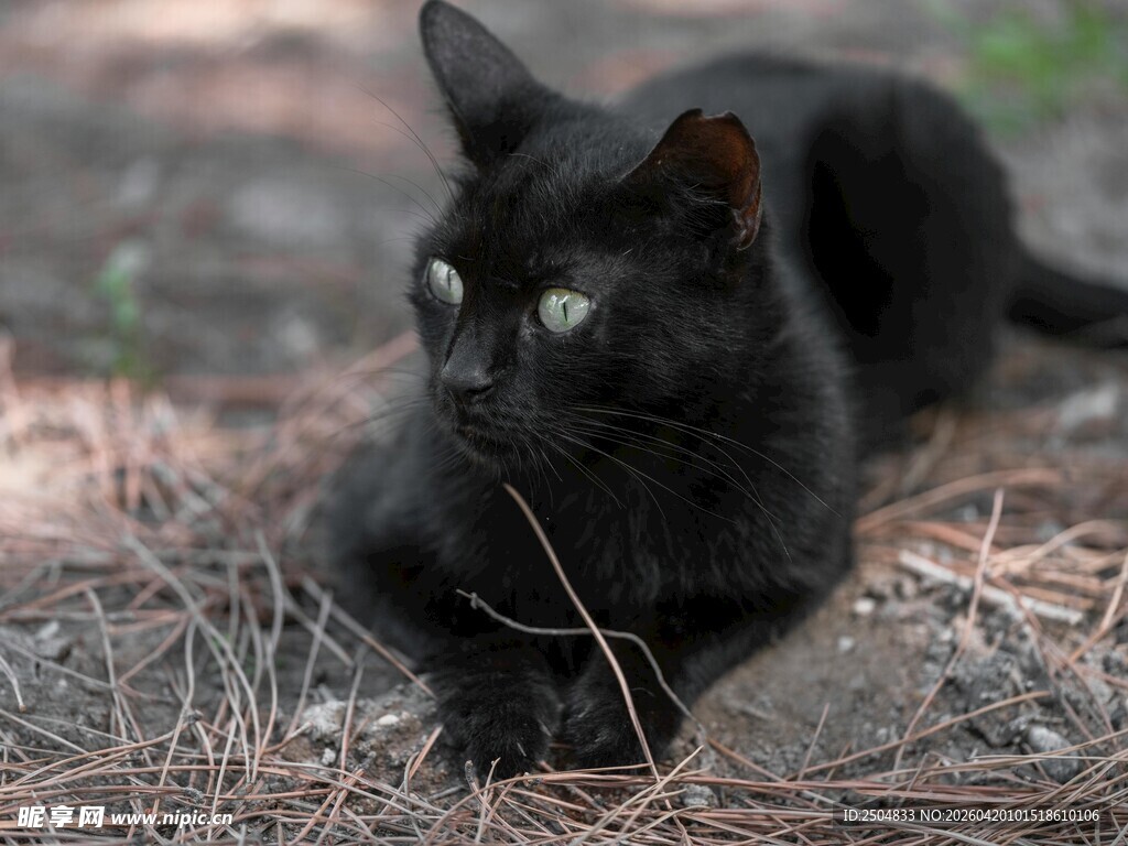 黑猫静卧于松针地面