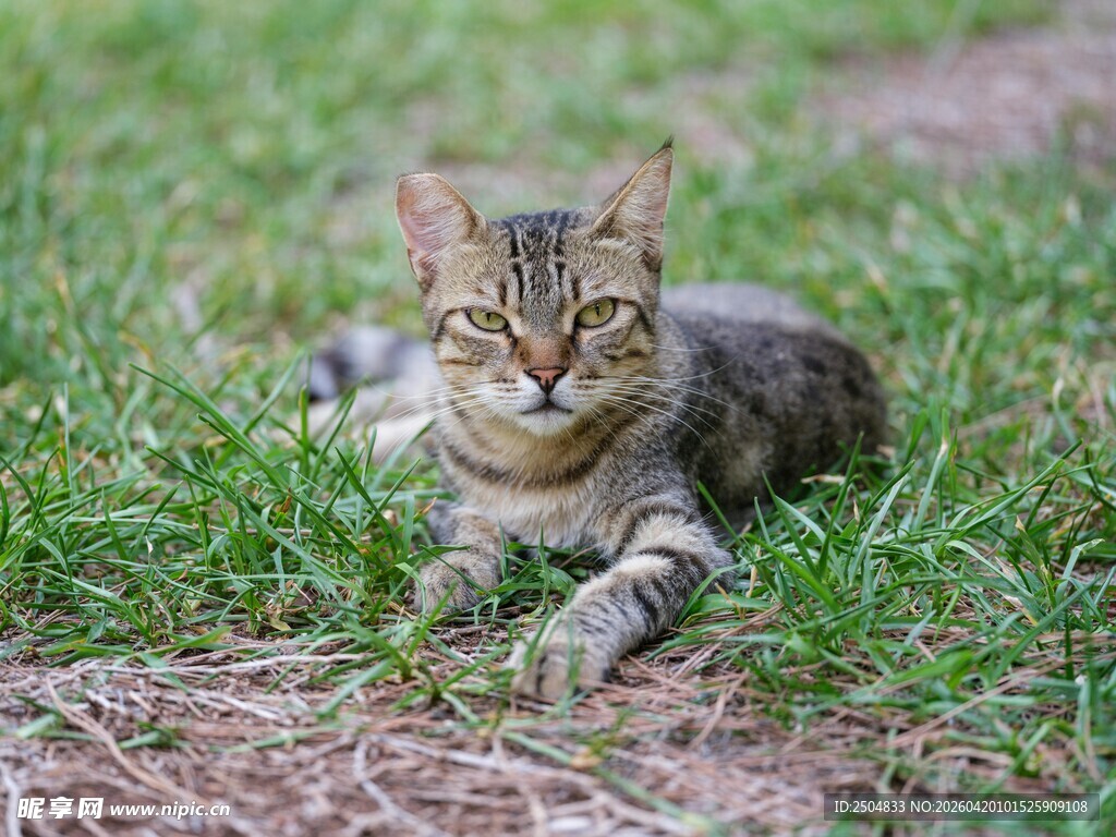 草地上惬意躺卧的猫咪