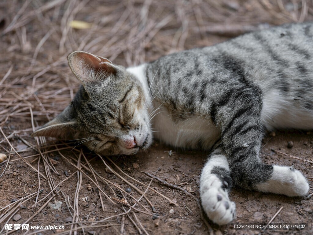 酣睡的斑纹猫咪