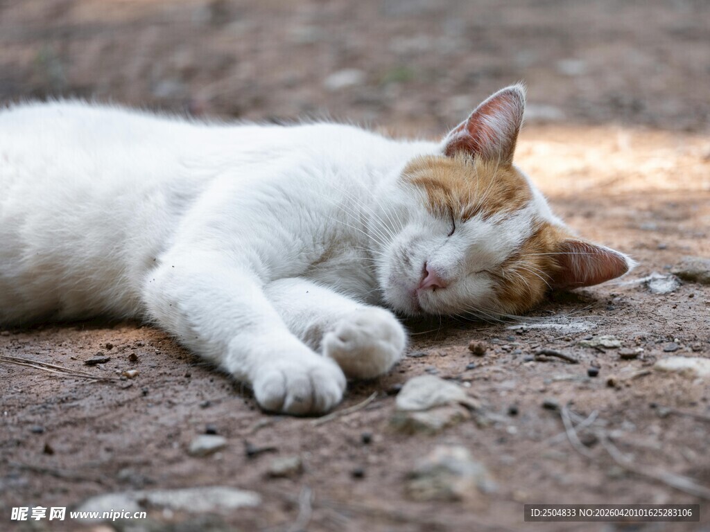 酣睡的猫咪