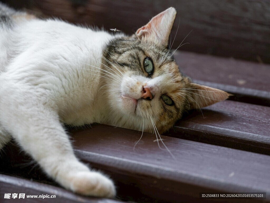 慵懒猫咪惬意躺卧