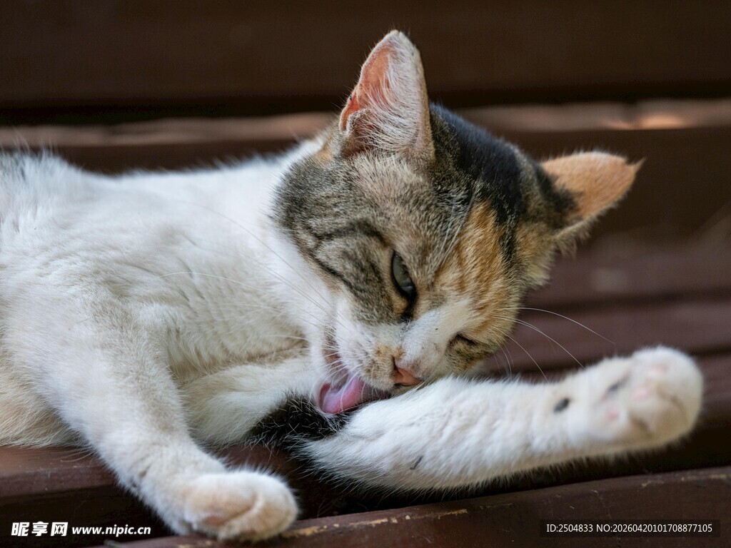 猫咪惬意舔毛瞬间