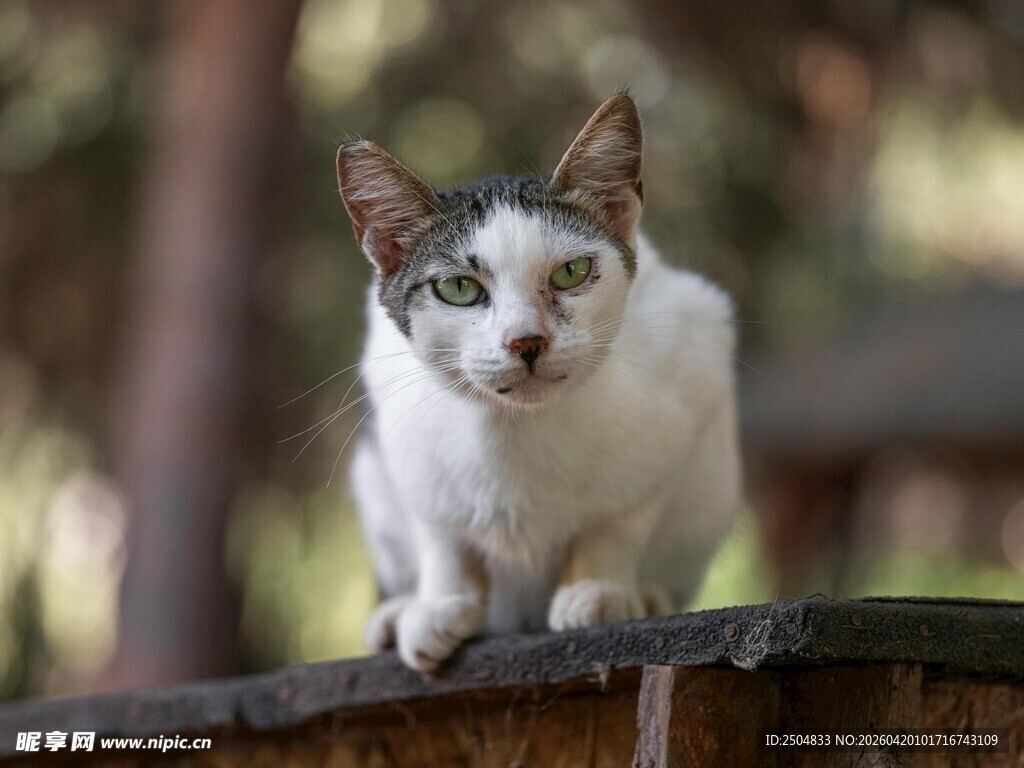 可爱猫咪立于户外石沿