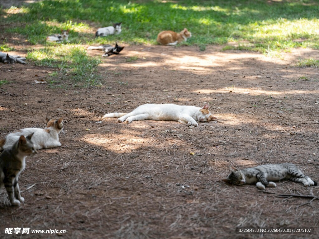 户外休憩的几只狗狗