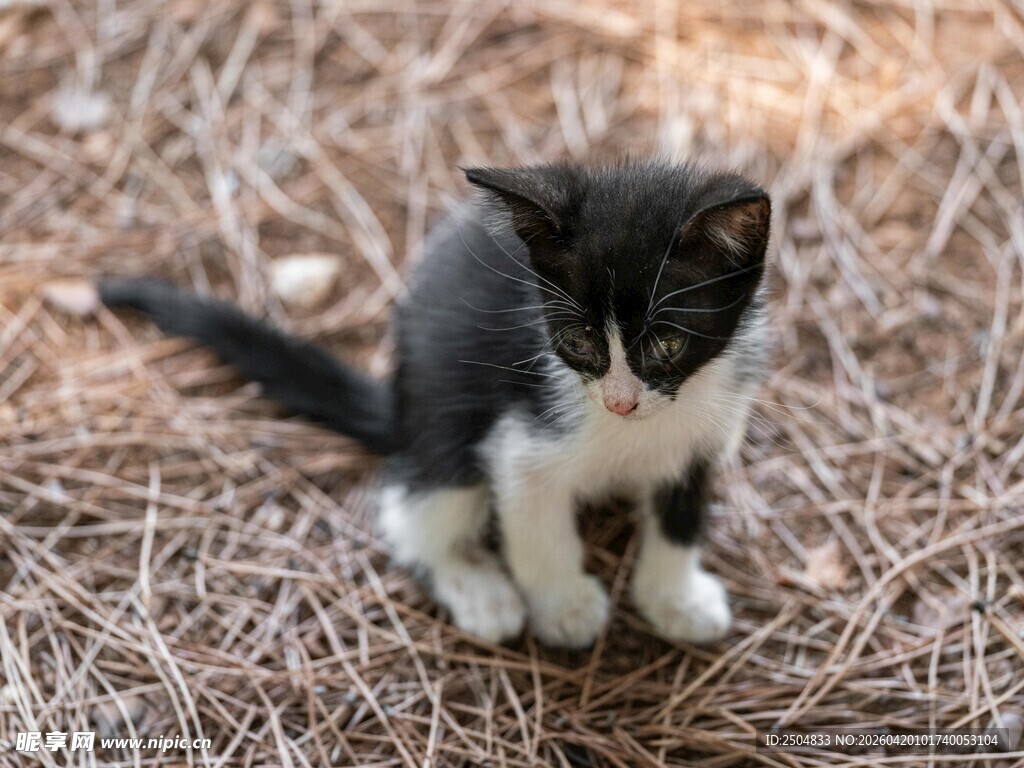 黑白小猫坐于干草之上