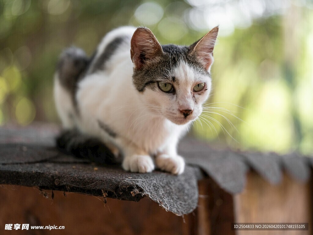 屋顶上的可爱猫咪