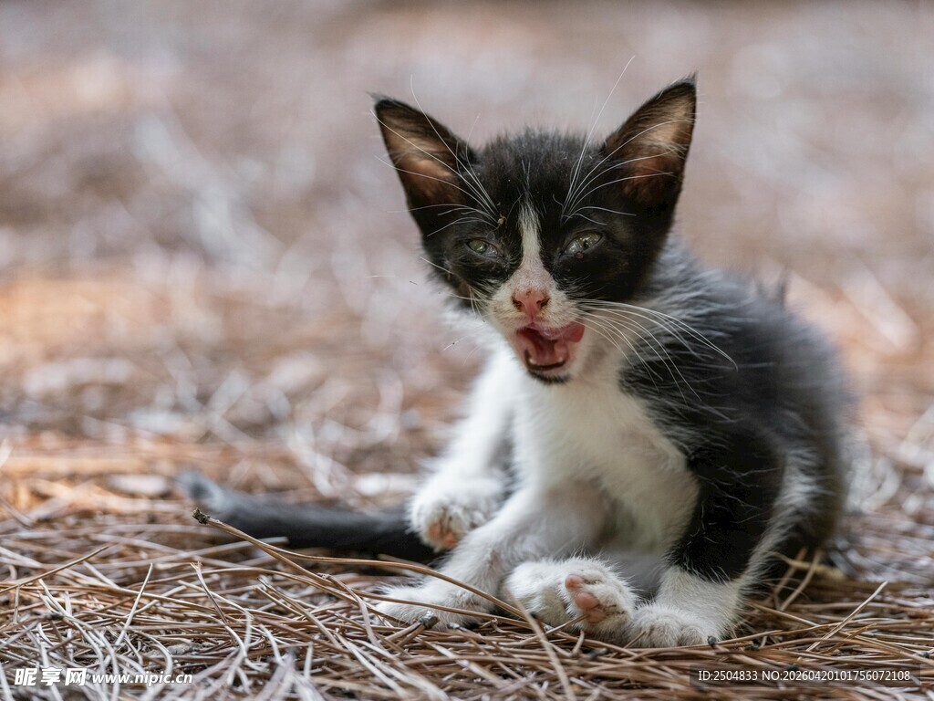 张嘴小猫坐于干草上