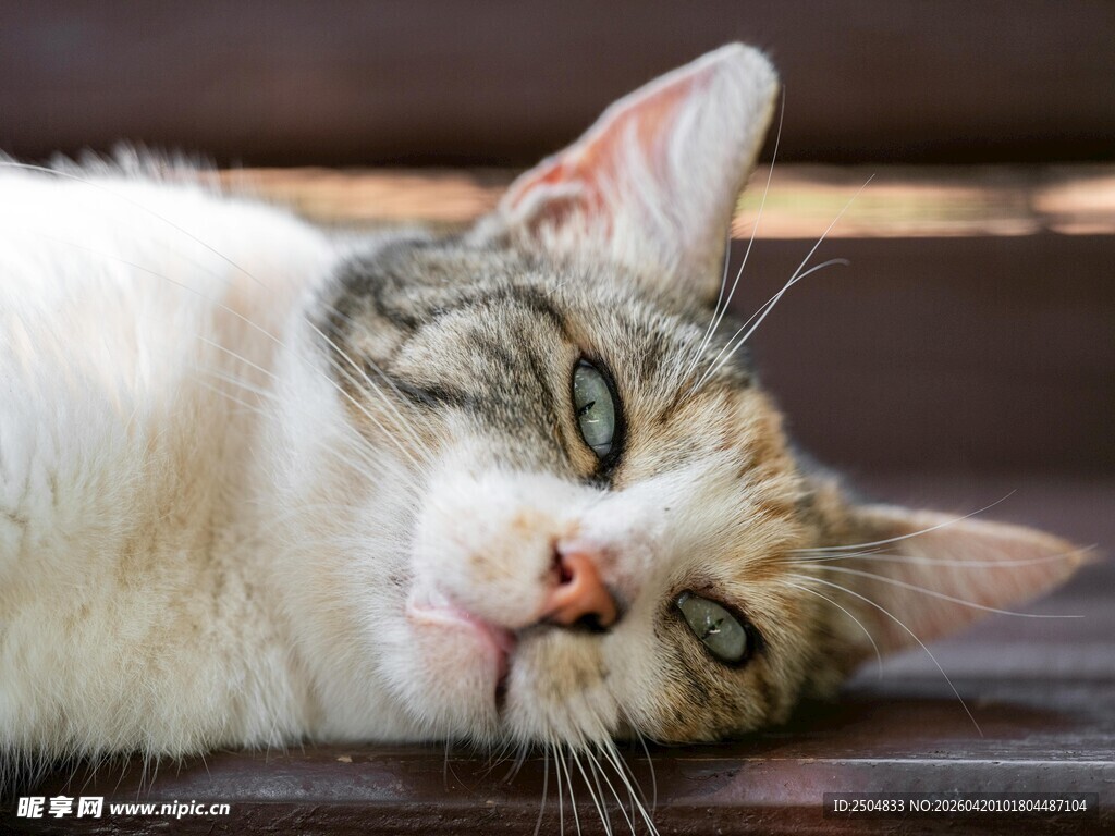 慵懒猫咪惬意躺卧