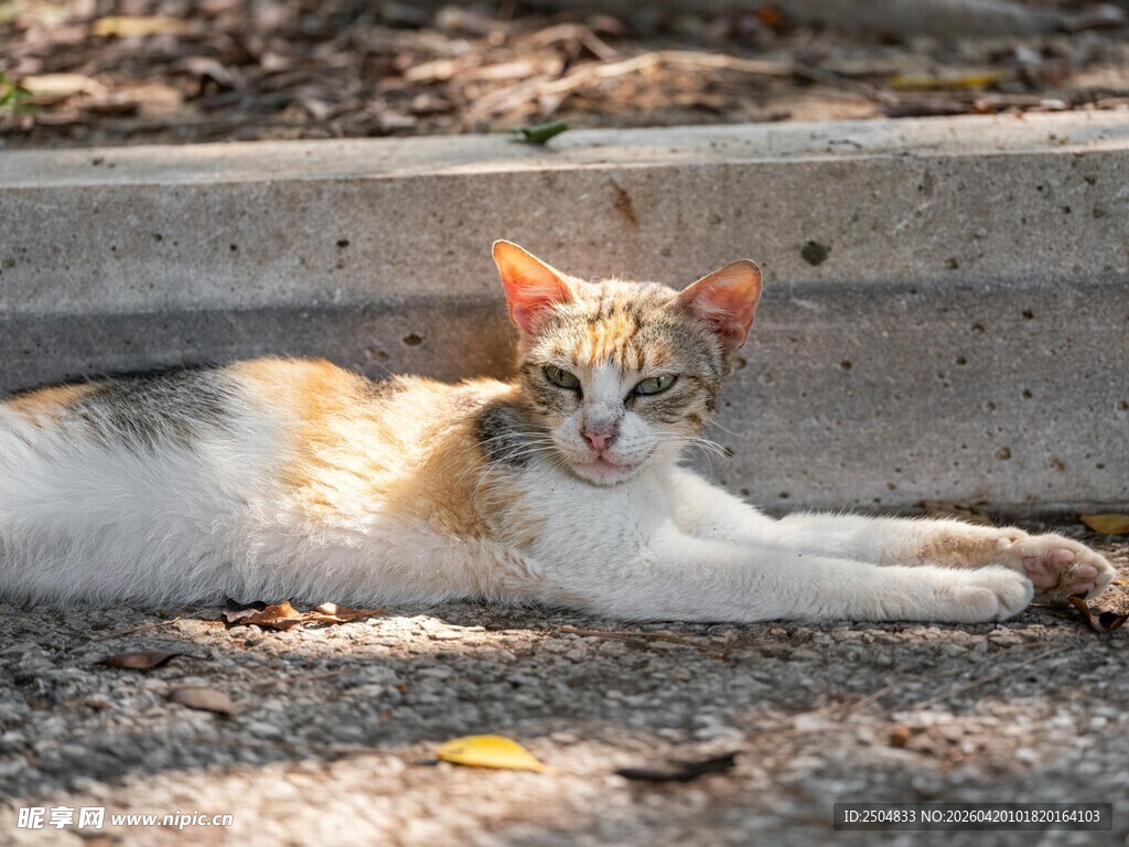 慵懒猫咪惬意躺卧休息