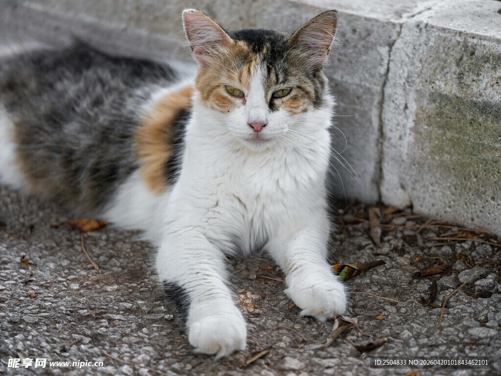 三色猫咪趴卧在地面